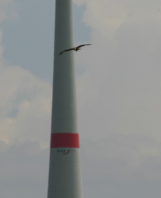 Rotmilan vor Windkraftanlage der umstrittenen Windfarm "Platte" bei Ulrichstein. Immer weider kommen hier Rot- und Schwarzmilane den Anlagen gefährliche nahe