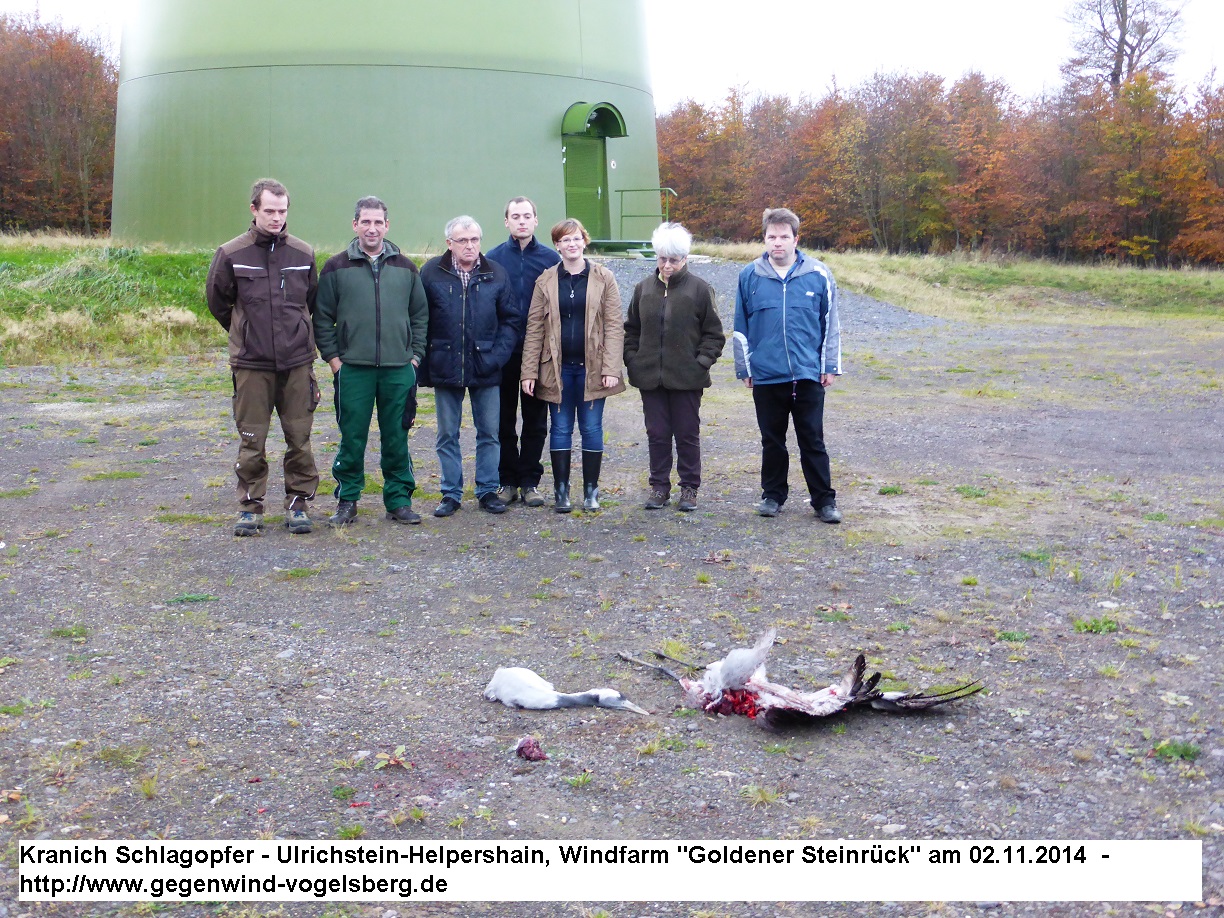 Mitglieder der BI Gegenwind-Vogelsberg und weitere Helfer wurden mit dem grausigen Fund konfrontiert, "Windpark" Goldner Steinrück zwischen Helpershain (Ulrichstein) und Meiches (Lautertal) im Vogelschutzgebiet Vogelsberg (vsg)